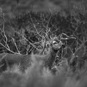 Deer USA etienne kopp photo indépendant